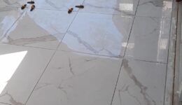 Se dapedo